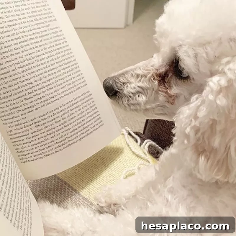 Dog reading a book