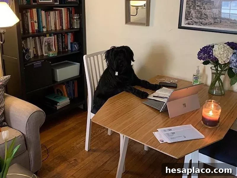 Dog working at a table