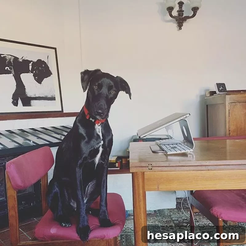 Dog in a chair