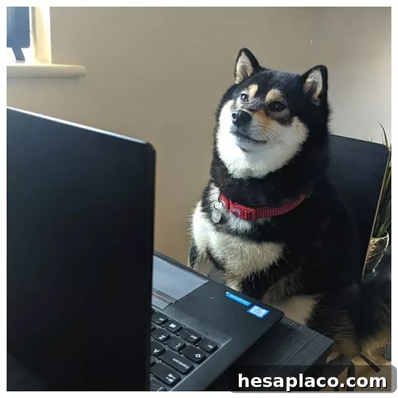 Shiba working from home