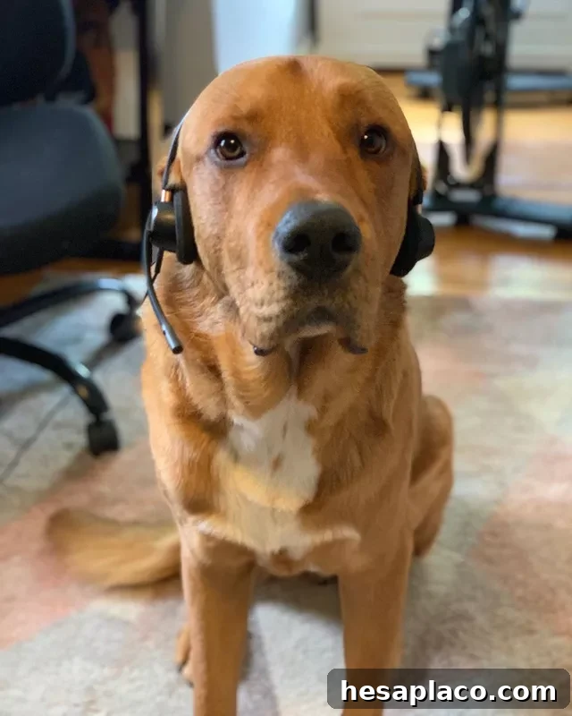 Gold lab with headset