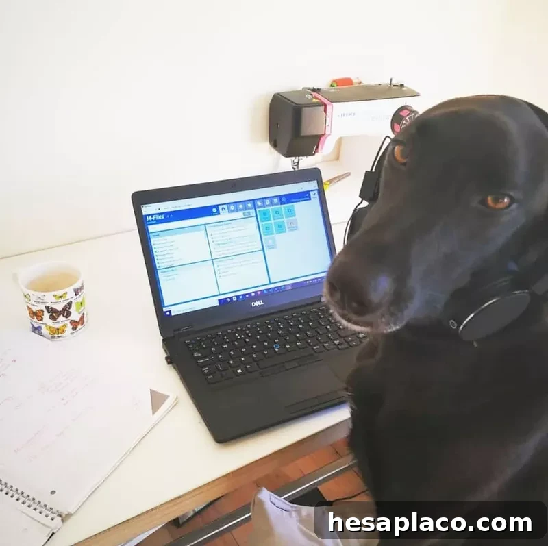 Big dog in a headset