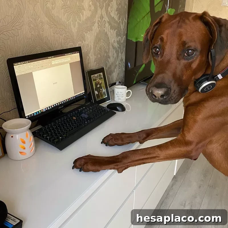 Puppy working from home