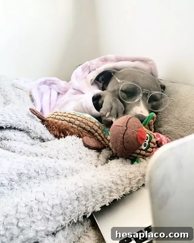 Dog sleeping