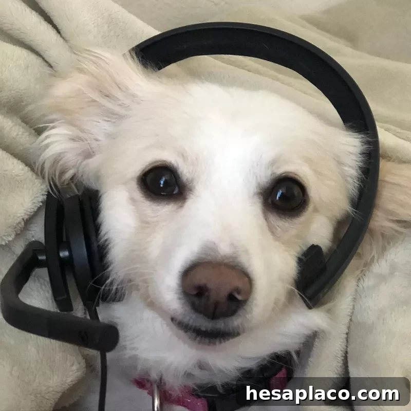 Happy dog with headset