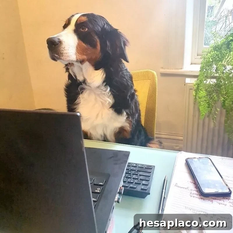 Dog at home desk