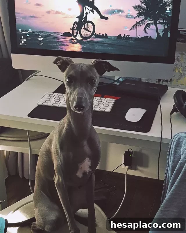Greyhound working from home