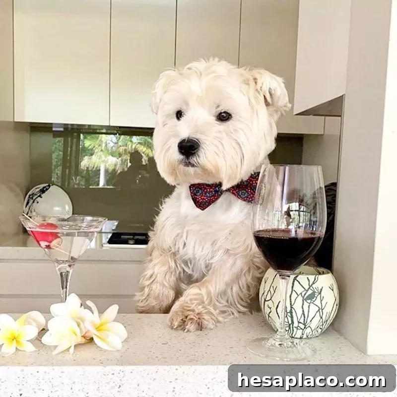 Dog drinking wine