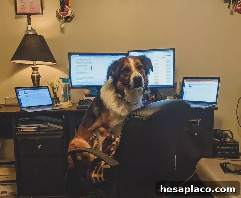 Working dog