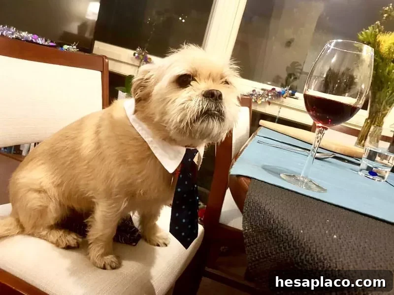 Dog at dinner