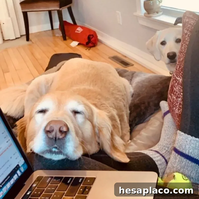 Dog sleeping