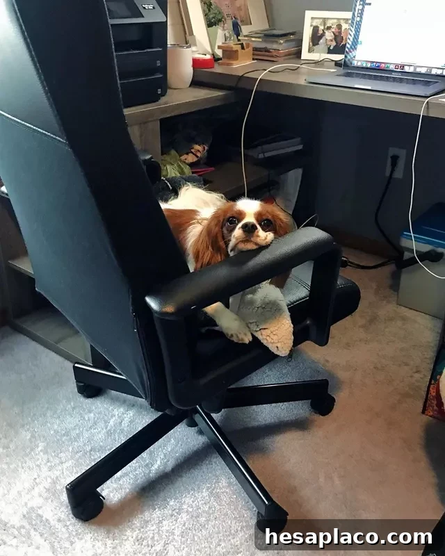 Dog in chair