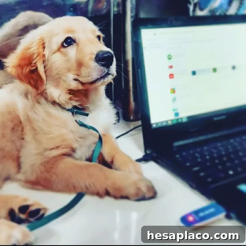 Golden retriever puppy