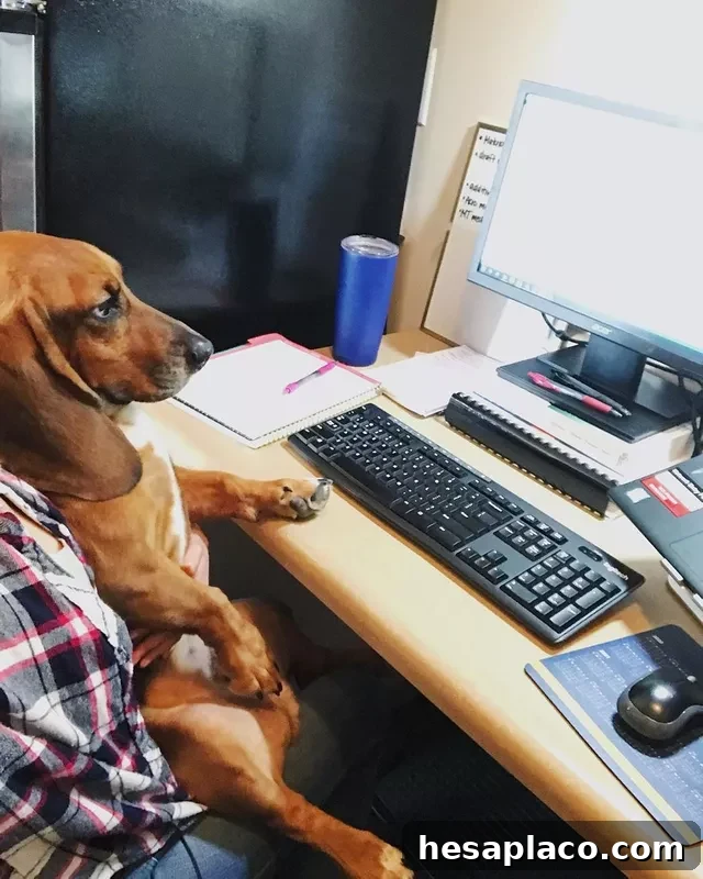 Basset hound at work