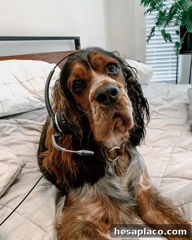 Springer spaniel dog with headset