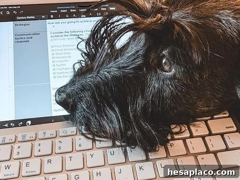 Dog on a keyboard