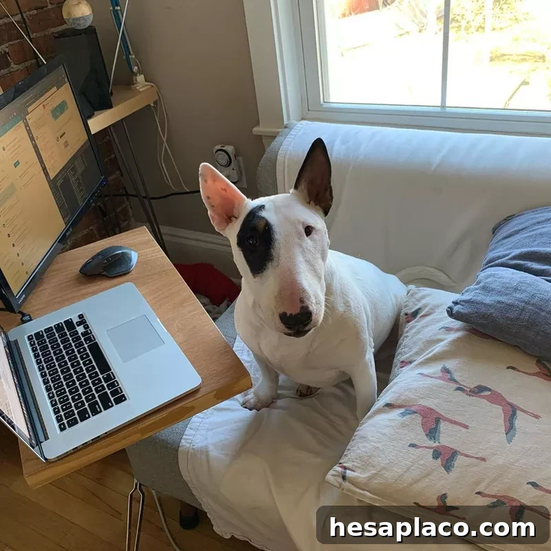 Dog assistant