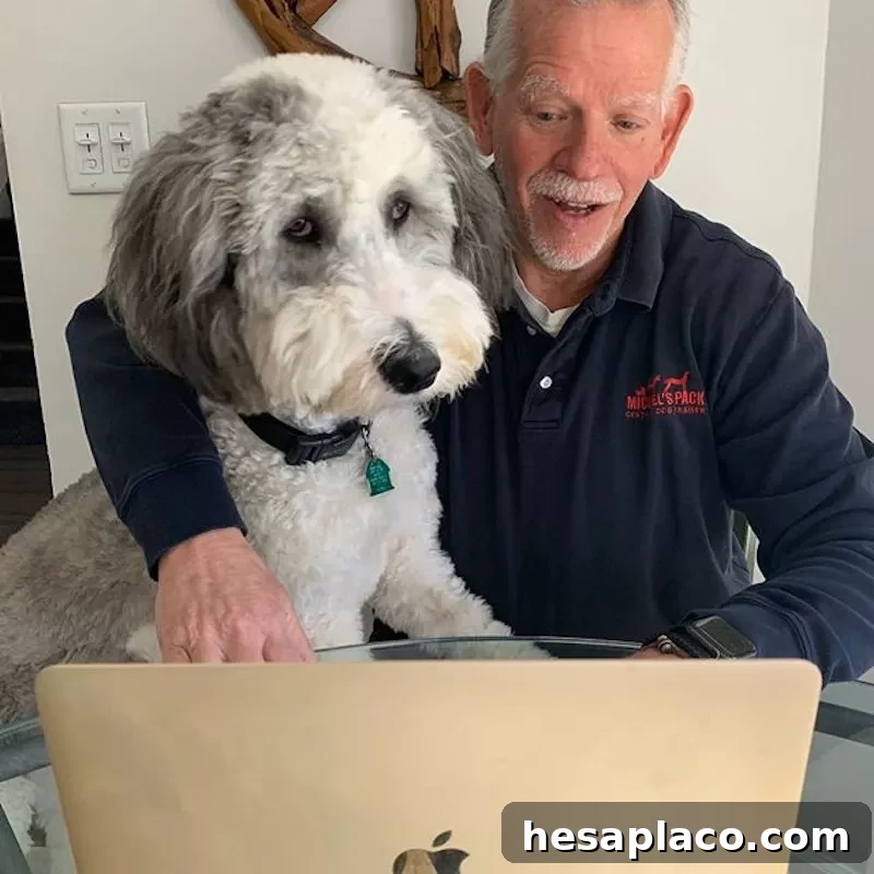 Dog looking at laptop