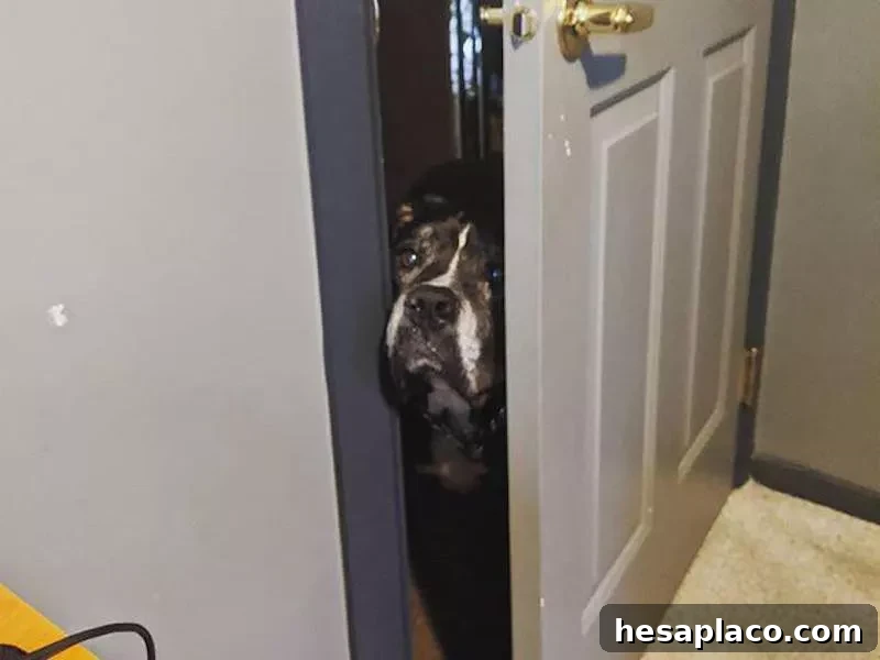 Dog peeking through door