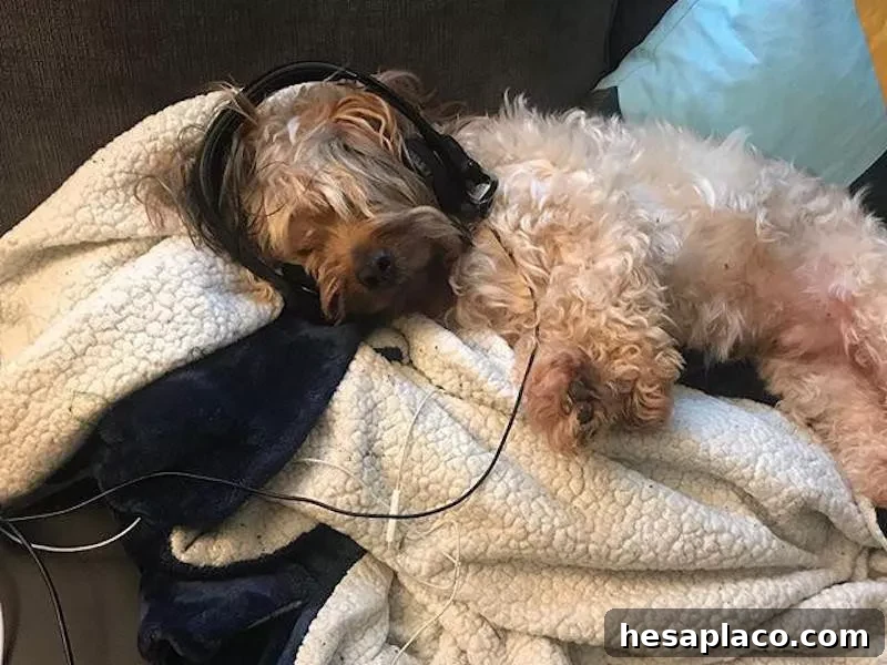 Dog with headphones