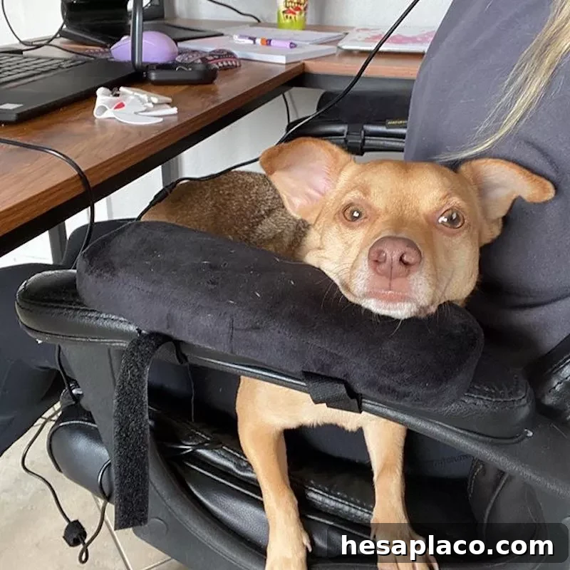 Dog in chair at work