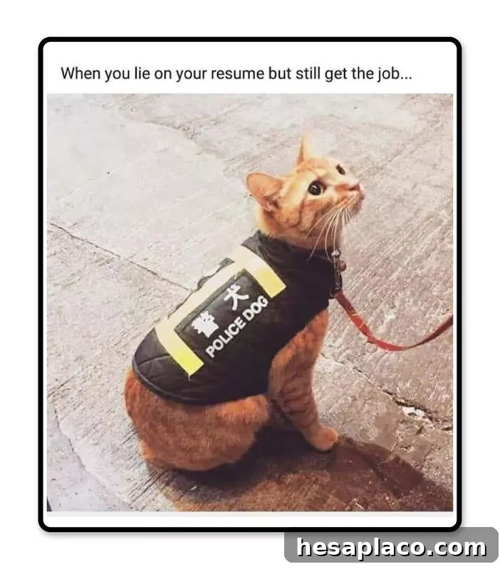 Resume story
