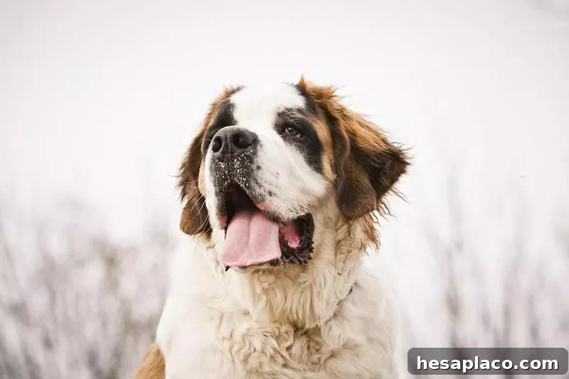 Saint Bernard