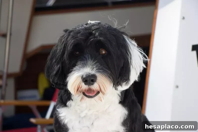 Portuguese Water Dog