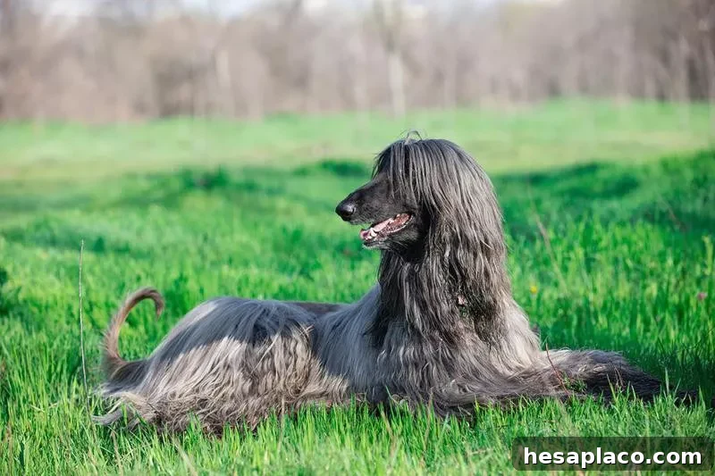 Afghan Hound