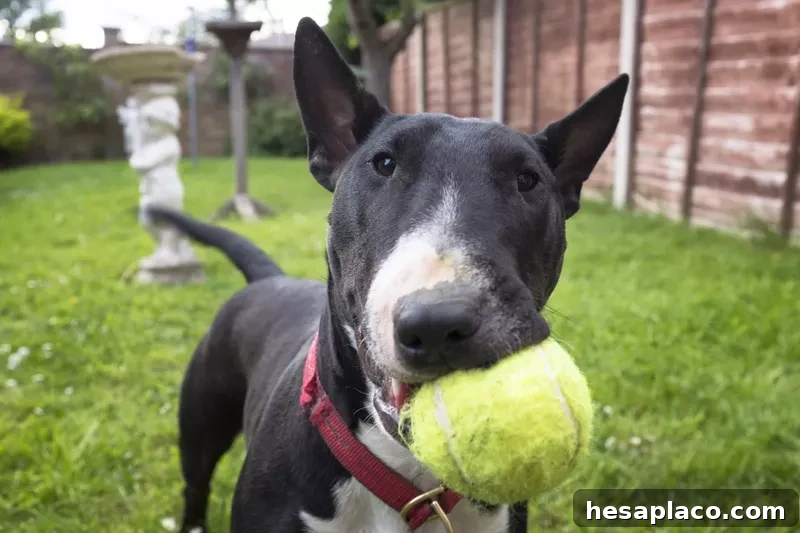 Bull Terrier