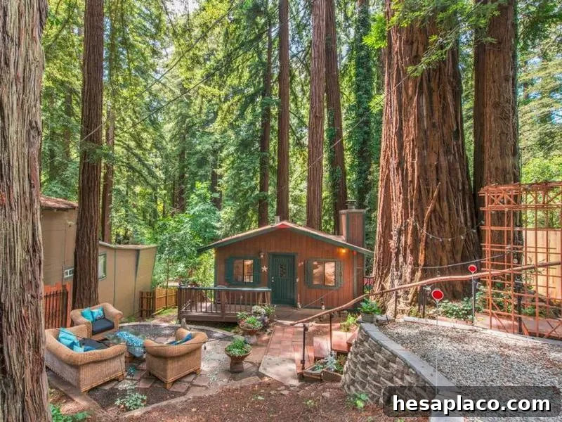 redwoods.