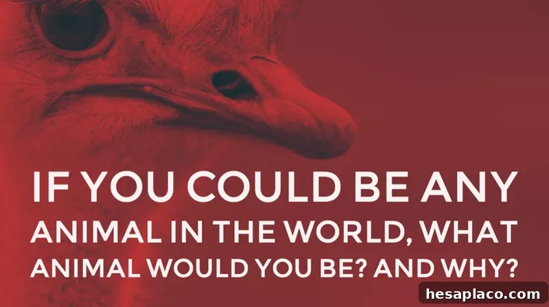 Animal interview question