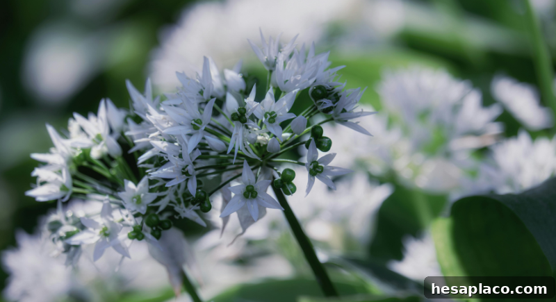 Ramson wild garlic