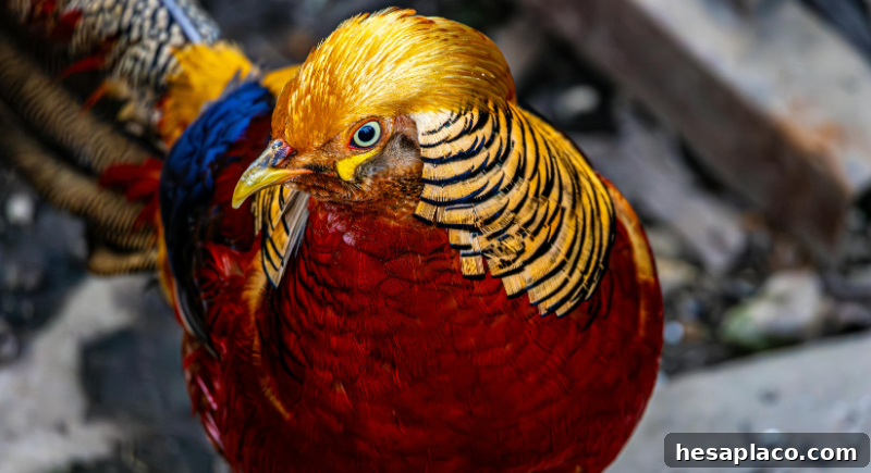 Pheasant