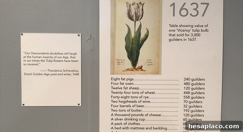 Tulip bulbs