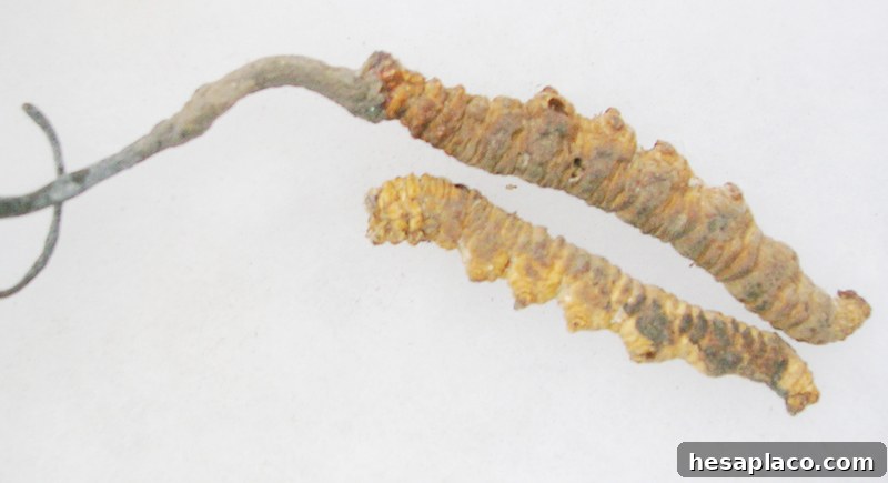 Caterpillar fungus
