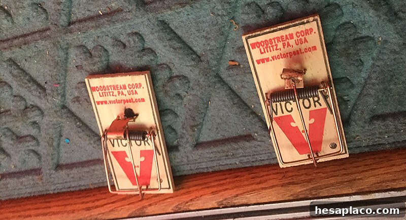 Vintage mouse trap repurposed
