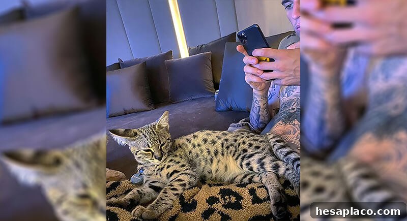 Justin Bieber's Savannah cats