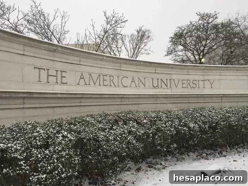 American University