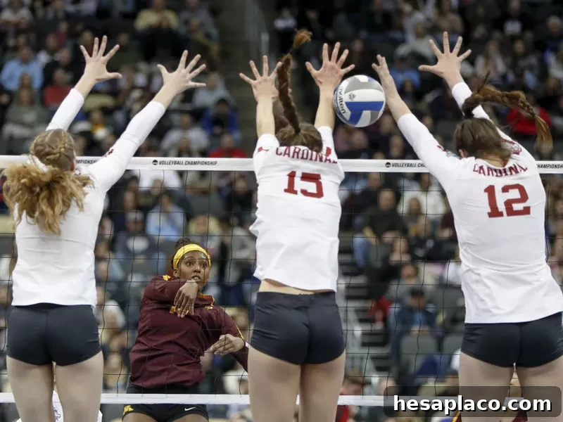 Stanford vs. Minnesota women's volleyball game