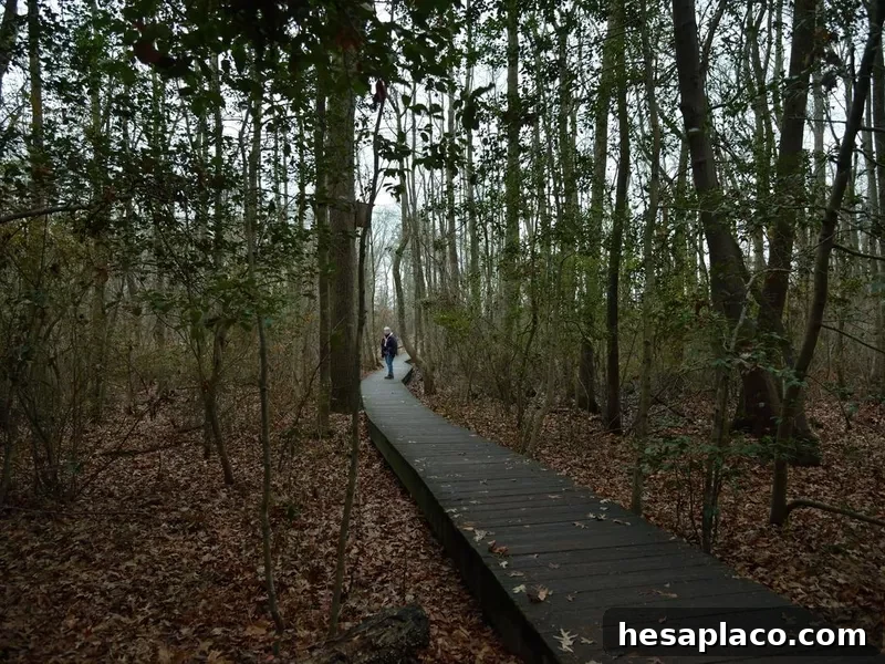 A lone birdwatcher searching in the forest of the pemberton historical park on a cold December day in salisbury, MD during the annual Bird Christmas Count