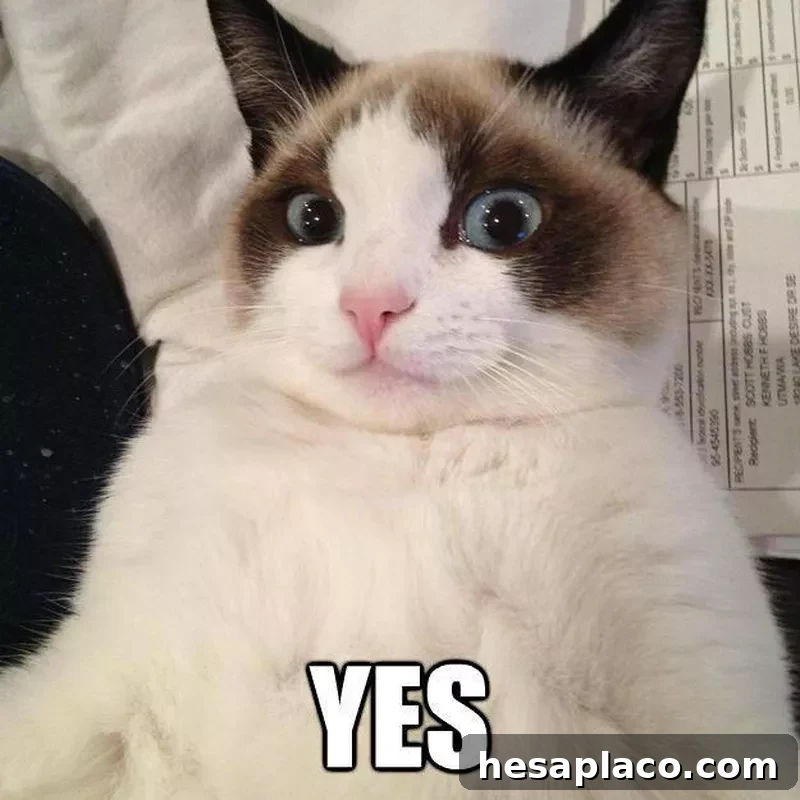 Reverse Grumpy Cat