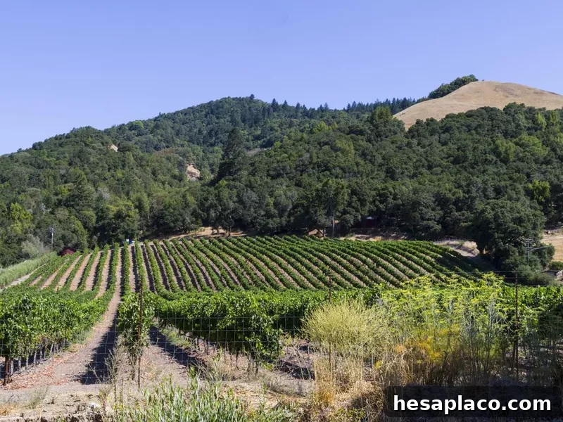 Santa Rosa vineyard