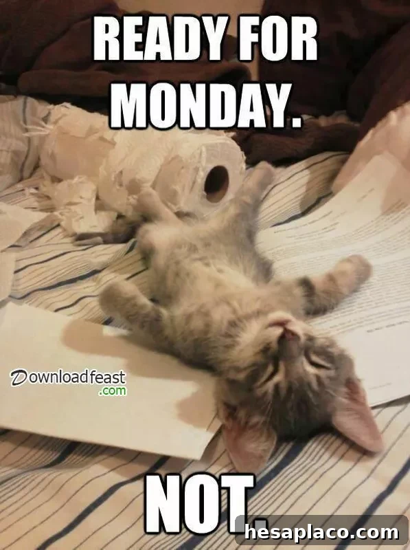 Kitten Monday Meme