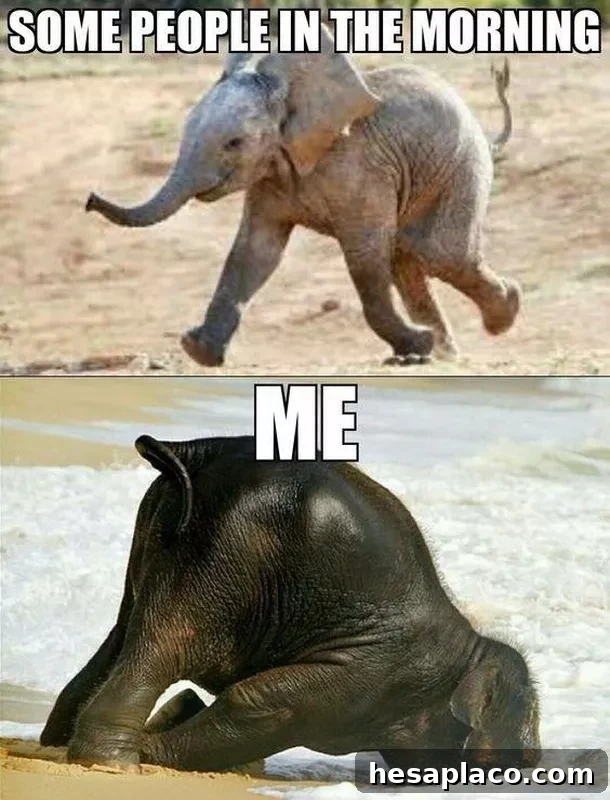 Elephant Monday Meme