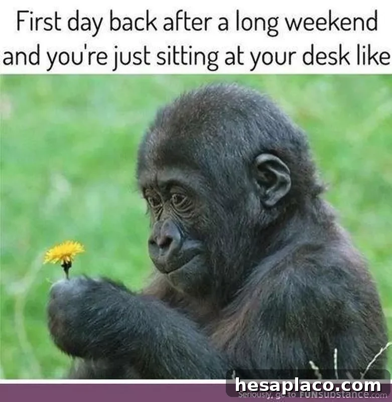 Monkey Monday Meme