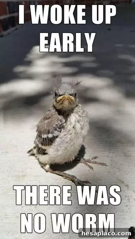 Bird Monday Meme