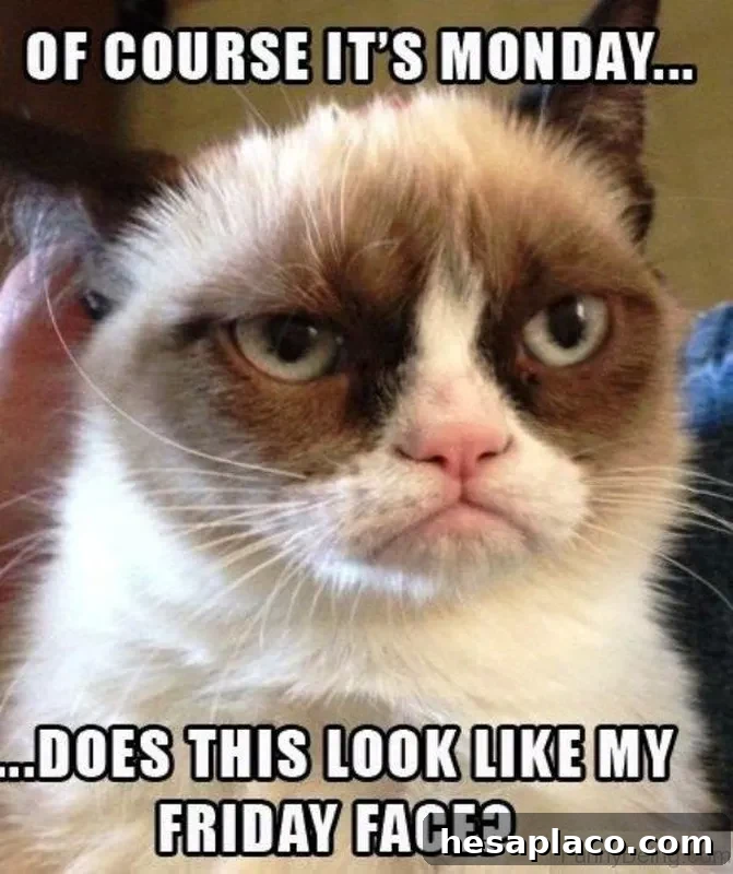 Monday Meme Grumpy Cat