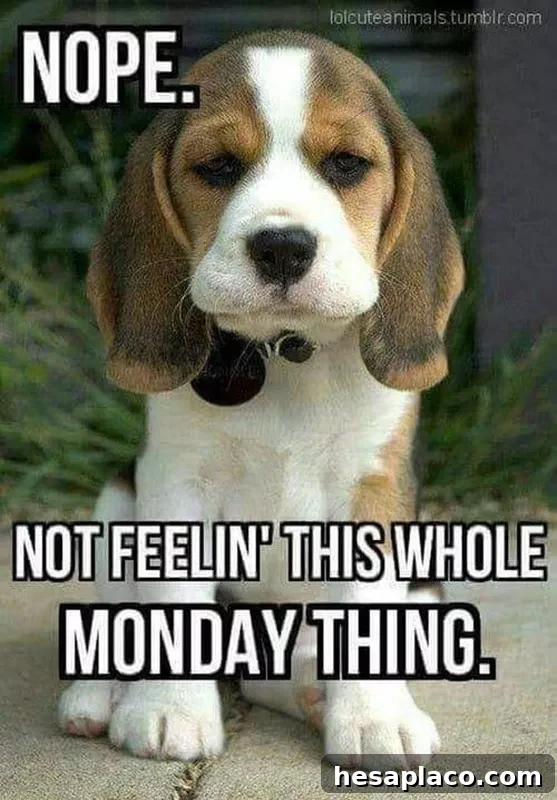Puppy Monday Meme