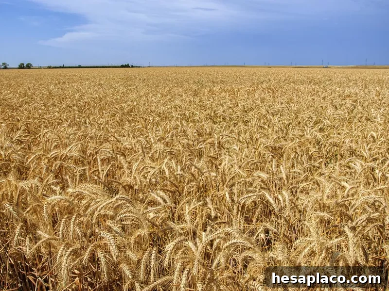 Field of wheat